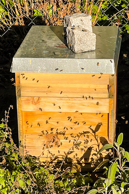 Bienenstock