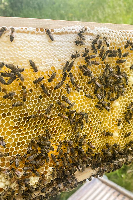 Bienenvolk