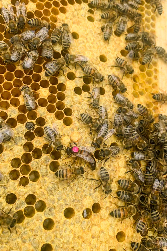 Die Bienenkönigin