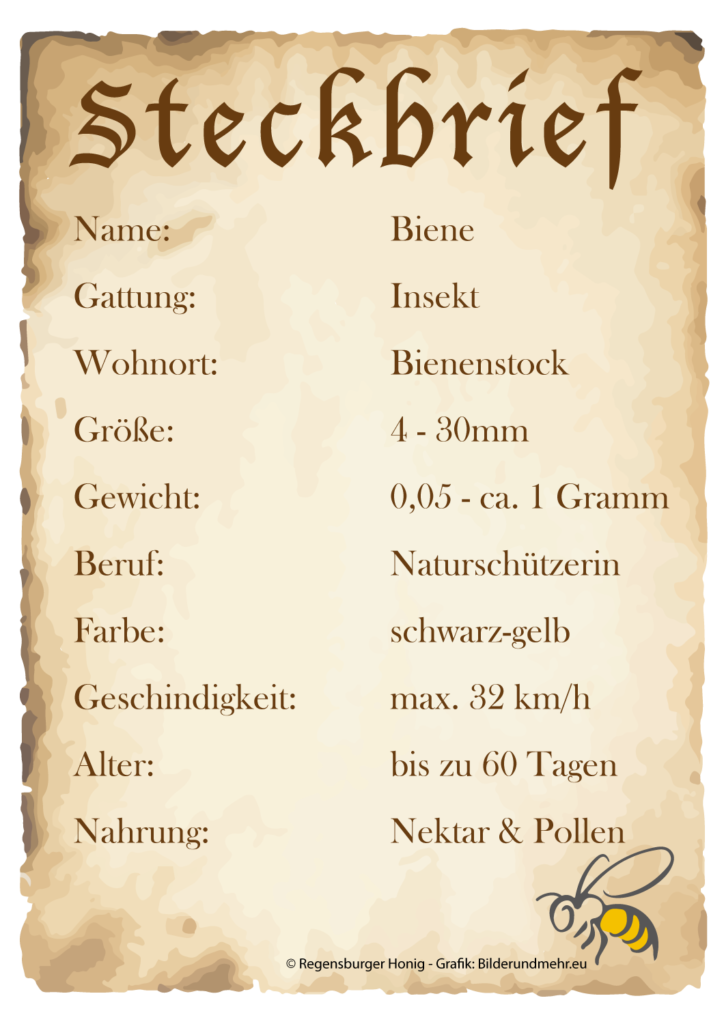 Steckbrief der Biene